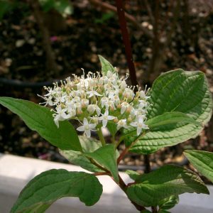 Cornus alba sibirica
