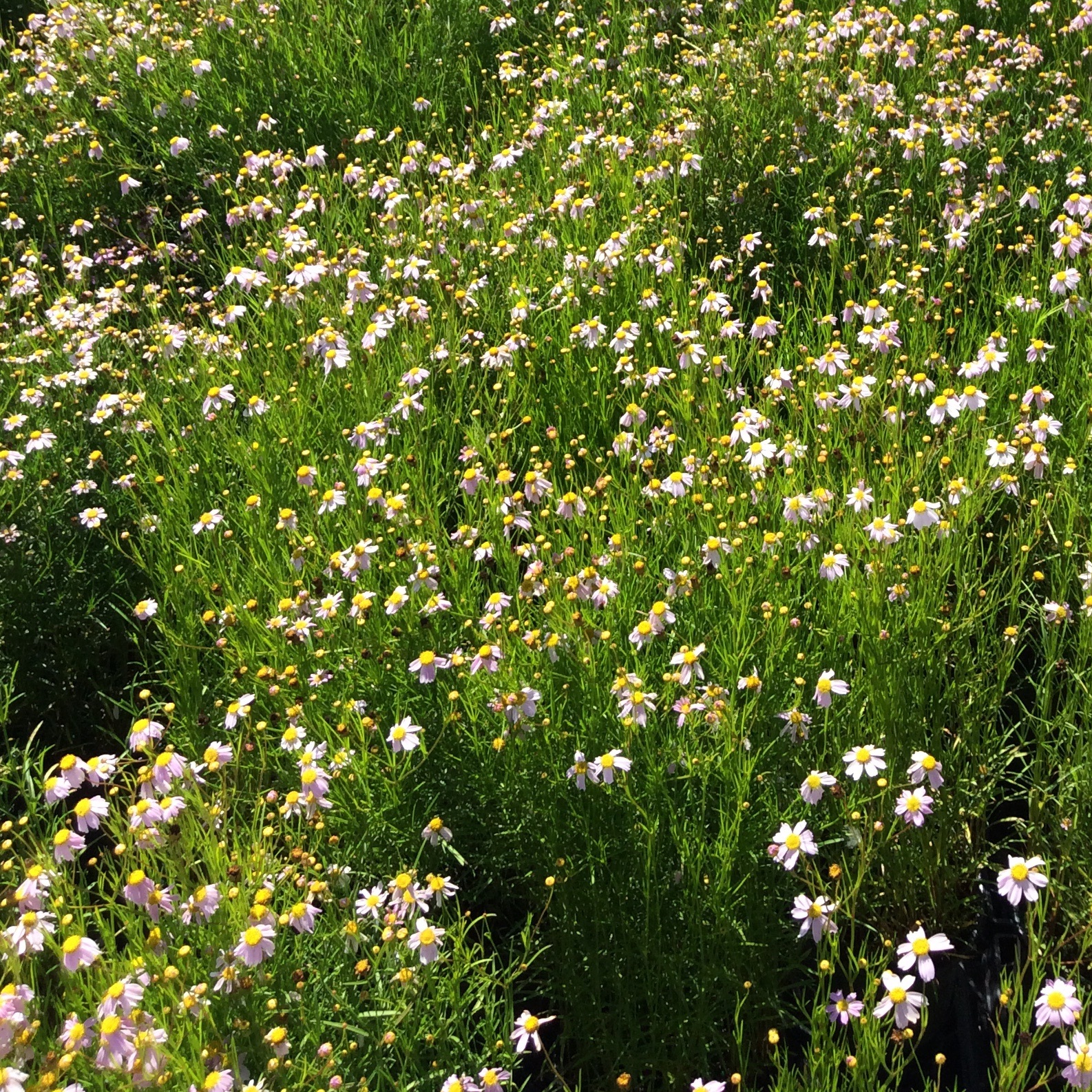 Coreopsis rosea 'American Dream'