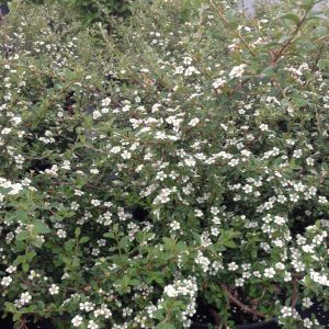 Cotoneaster dammeri 'Coral Beauty'