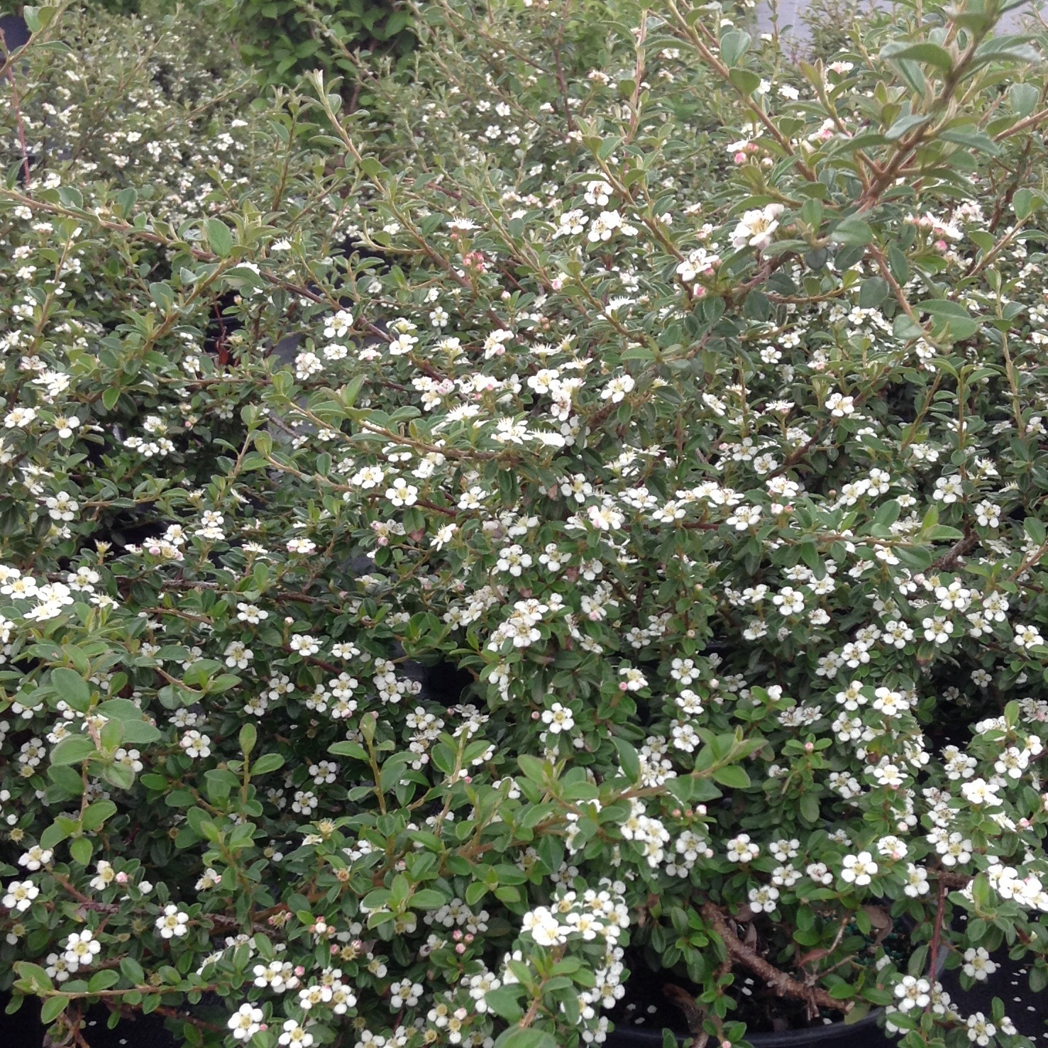 Cotoneaster dammeri 'Coral Beauty'
