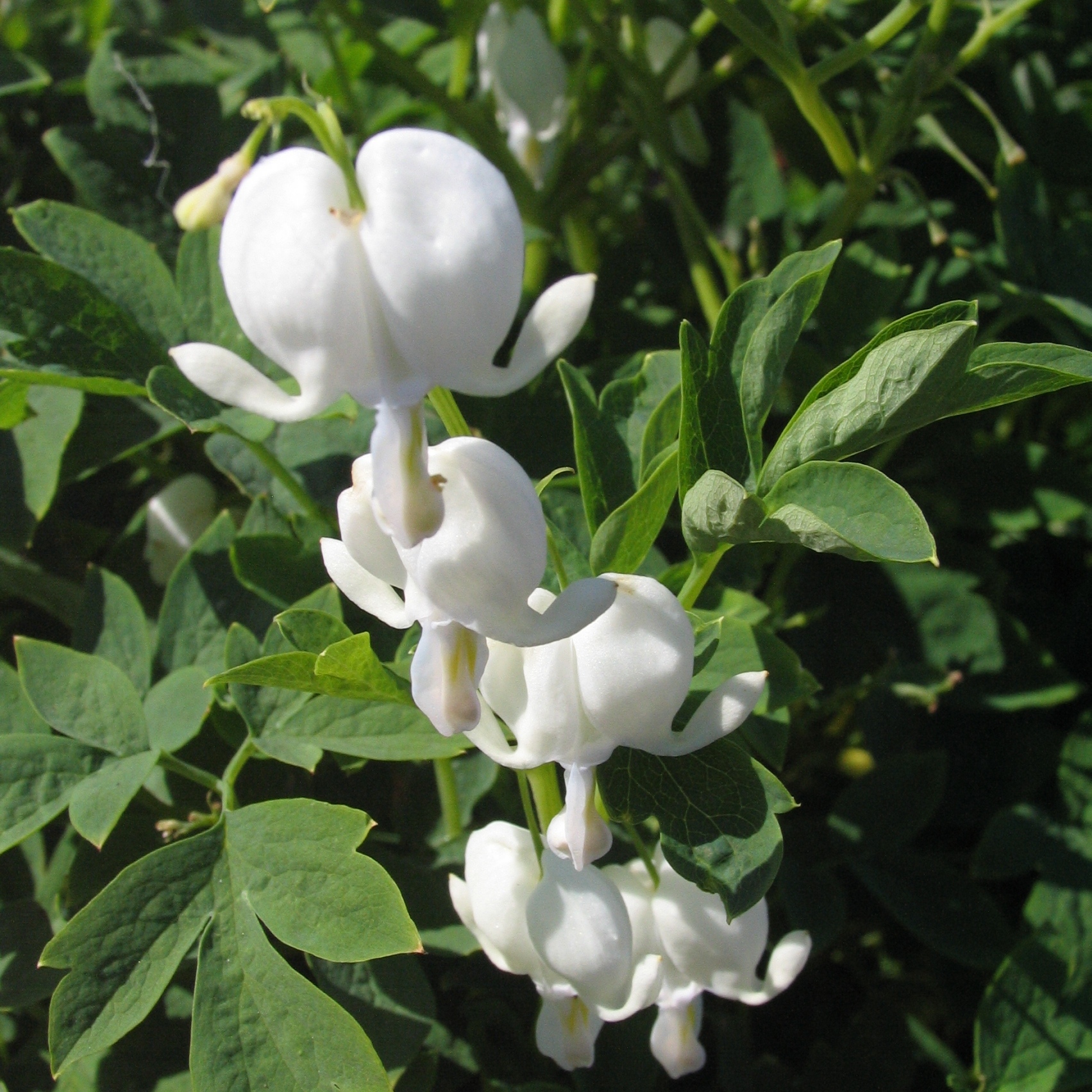 Dicentra spectabilis 'Alba'