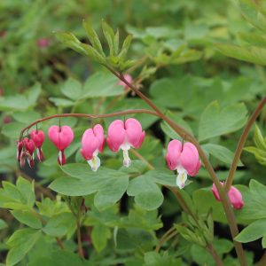 Dicentra spectabilis