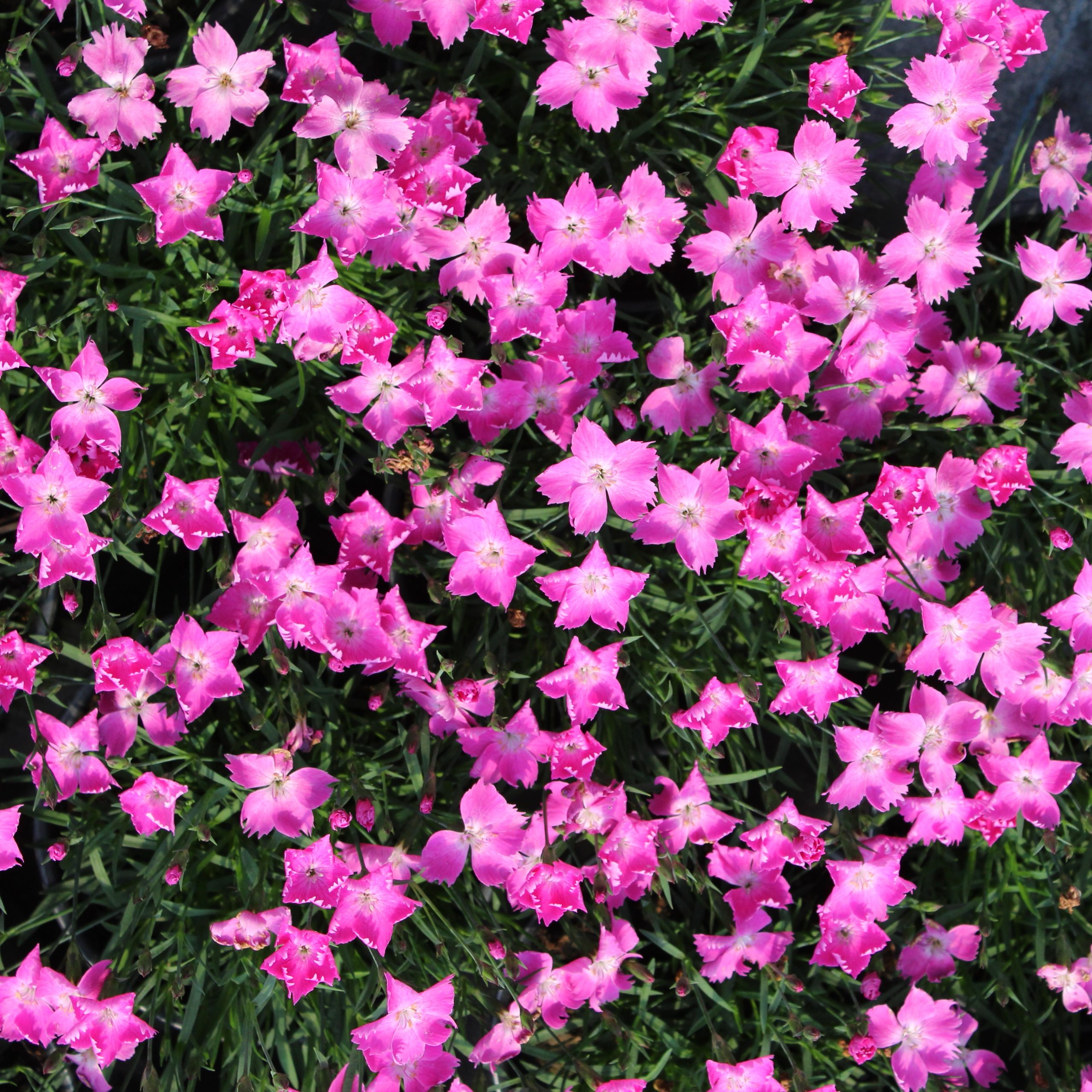 Dianthus 'Kahori'