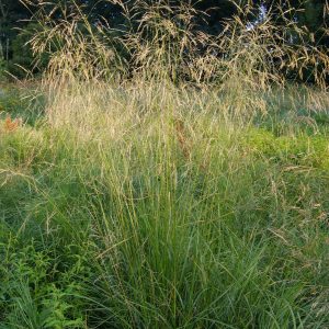 Deschampsia cespitosa
