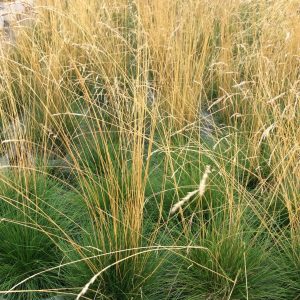 Deschampsia flexuosa