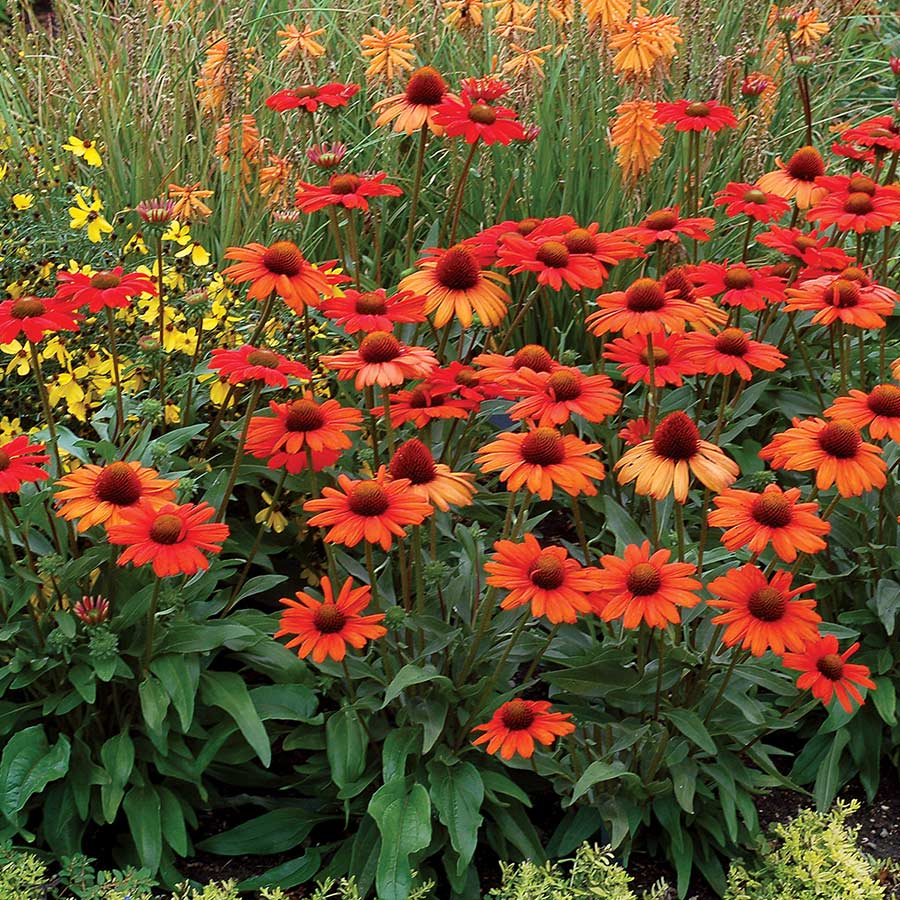 Echinacea 'Kismet Orange'