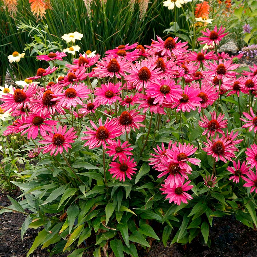Echinacea 'Kismet Raspberry'