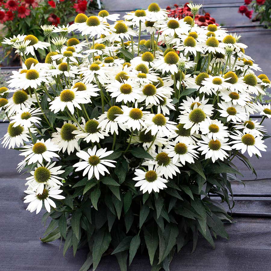 Echinacea 'Kismet White'