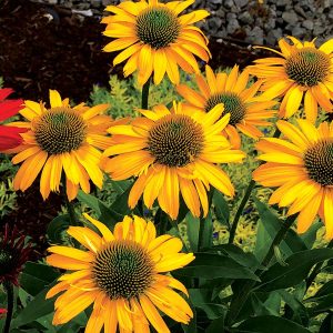 Echinacea 'Kismet Yellow'