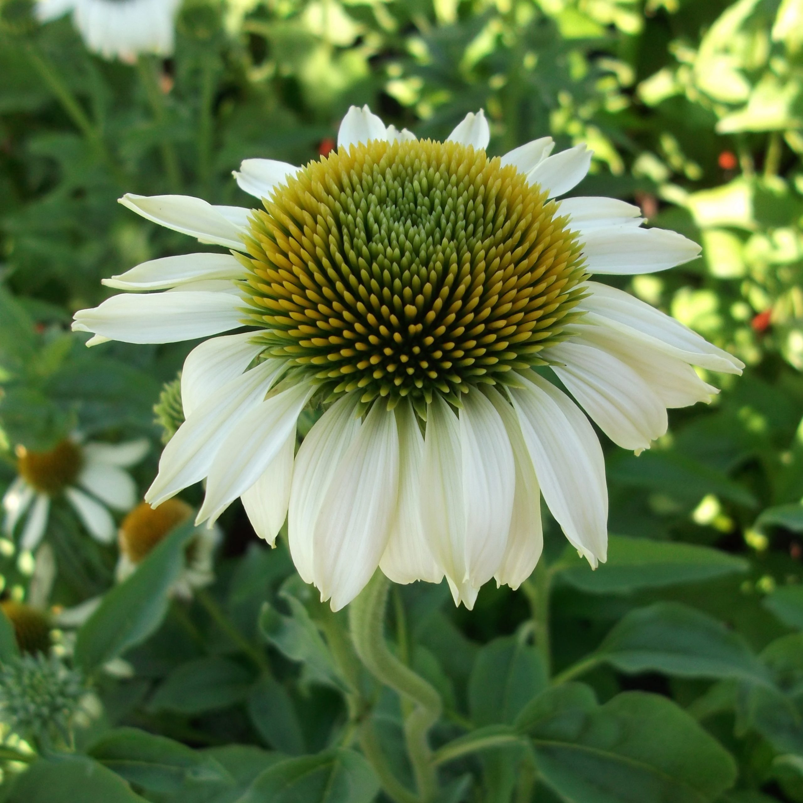 Echinacea purpurea 'Happy Star'