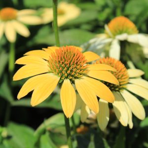 Echinacea purpurea 'Mellow Yellows'