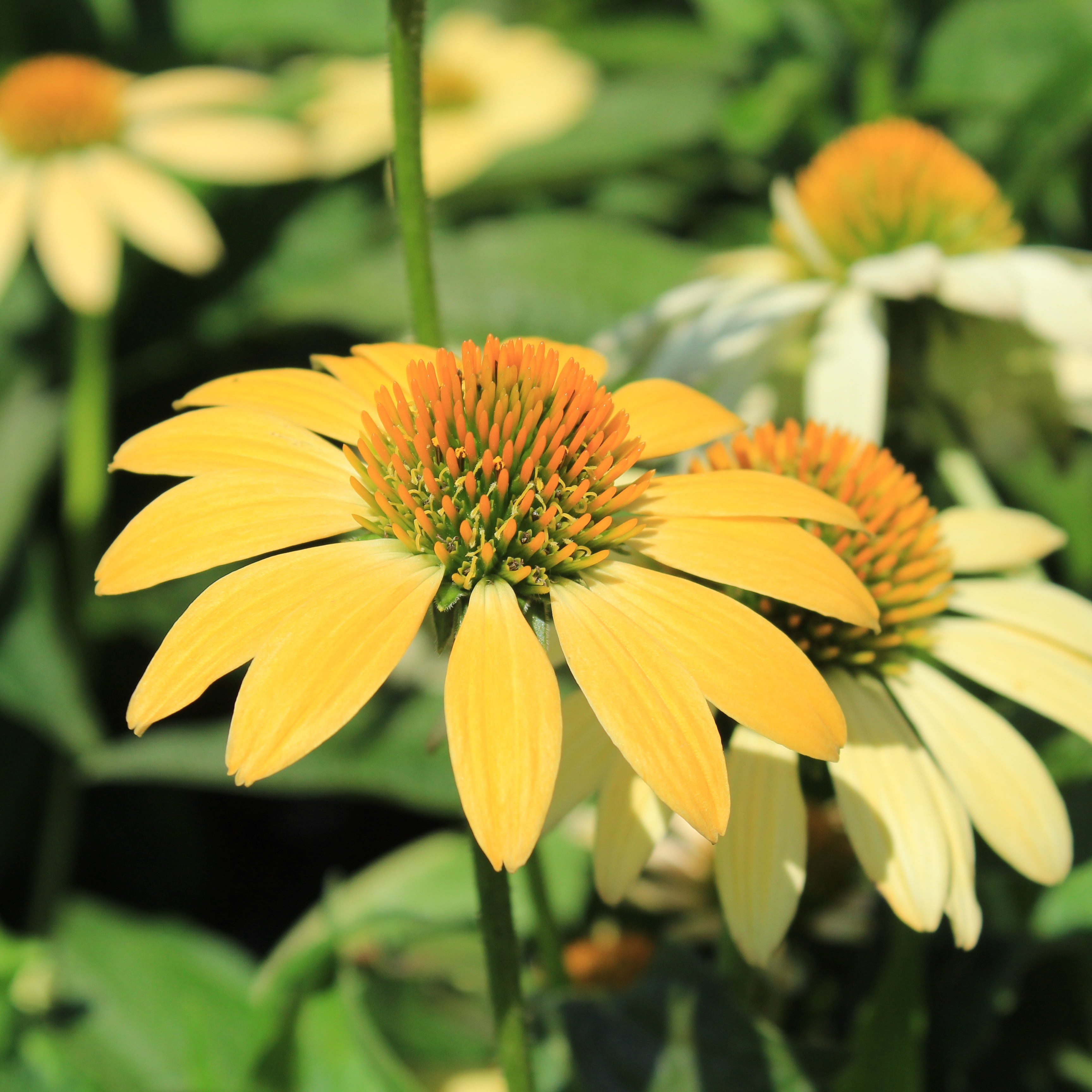 Échinacée Mellow Yellows