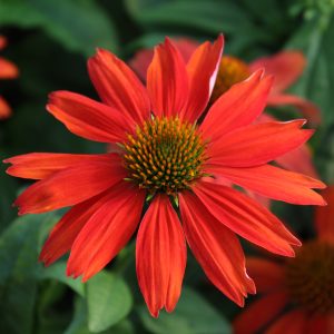 Echinacea 'Sombrero Salsa Red'