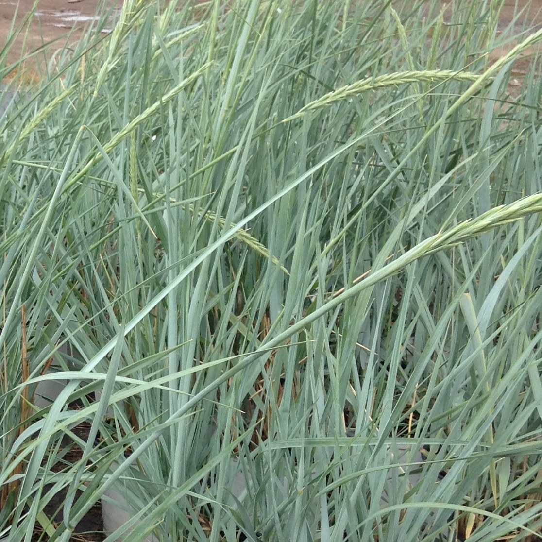 Elymus arenarius 'Blue Dune'