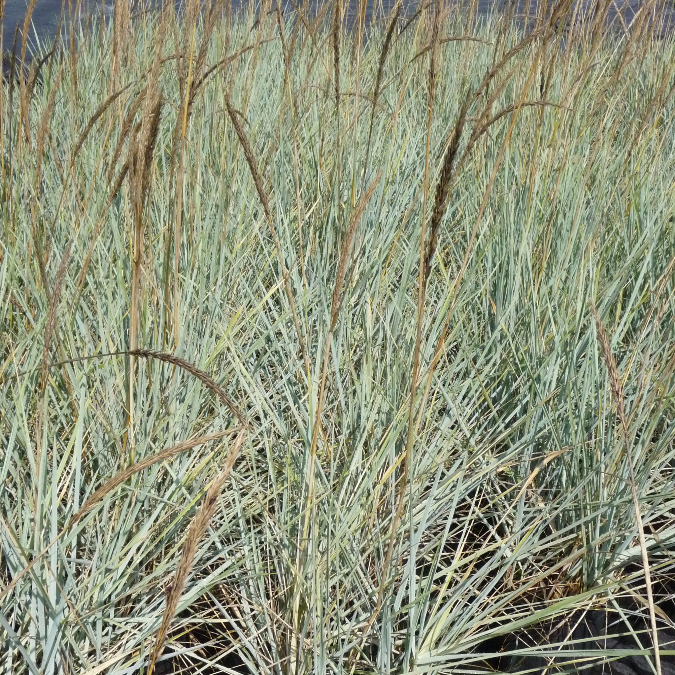 Elymus arenarius