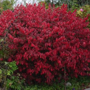 Euonymus alatus 'Compactus'