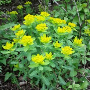 Euphorbia polychroma