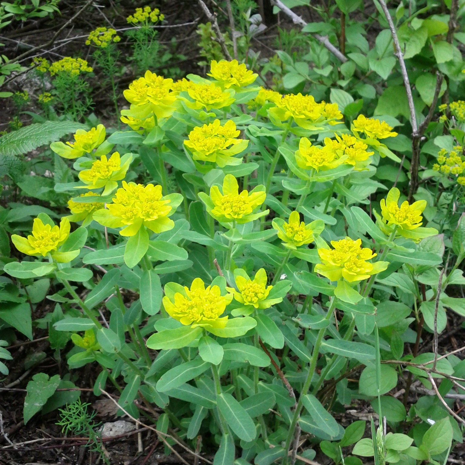 Euphorbia polychroma