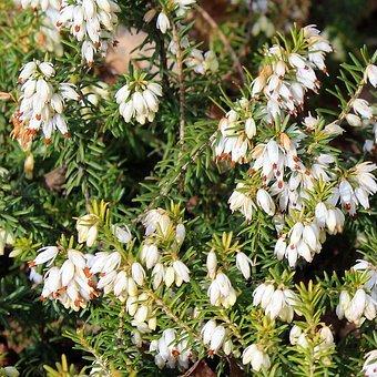 Erica carnea 'Springwood White'