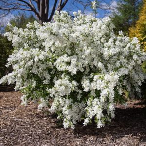 Exochorda macrantha 'Lotus Moon'