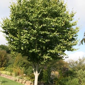 Fagus grandifolia