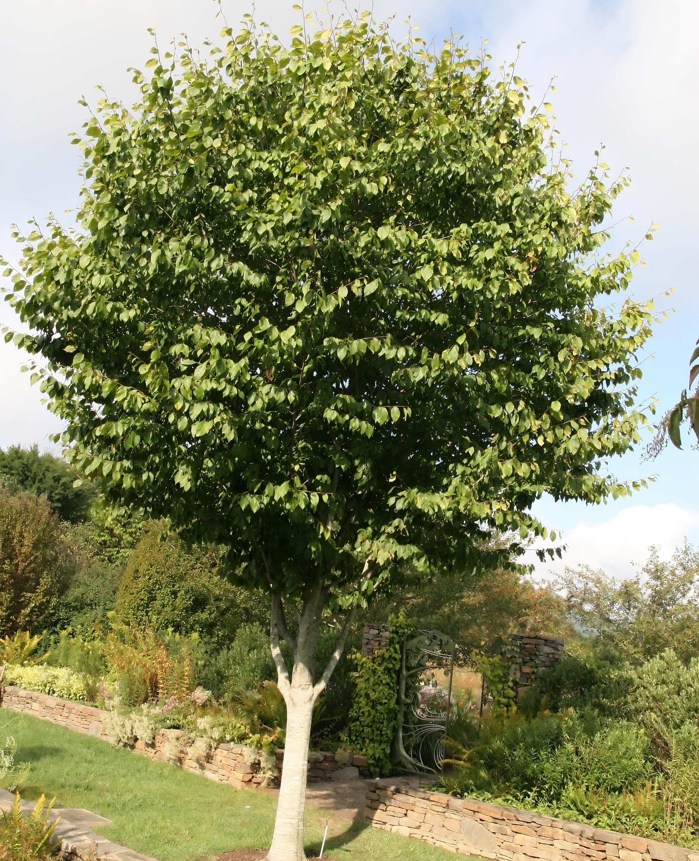 Fagus grandifolia