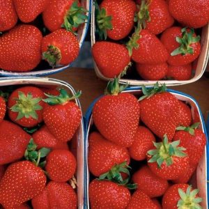 Fragaria 'Jewell'