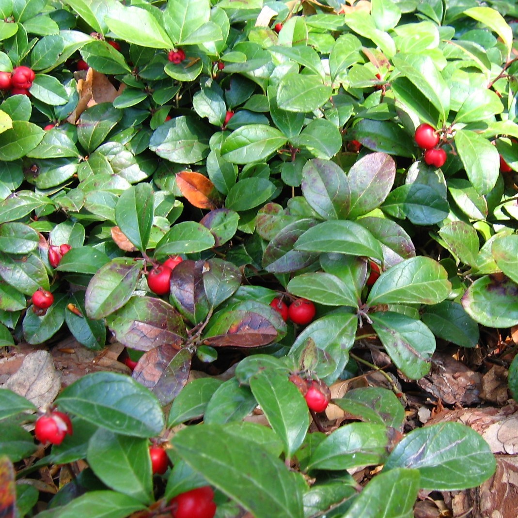 Gaultheria procumbens