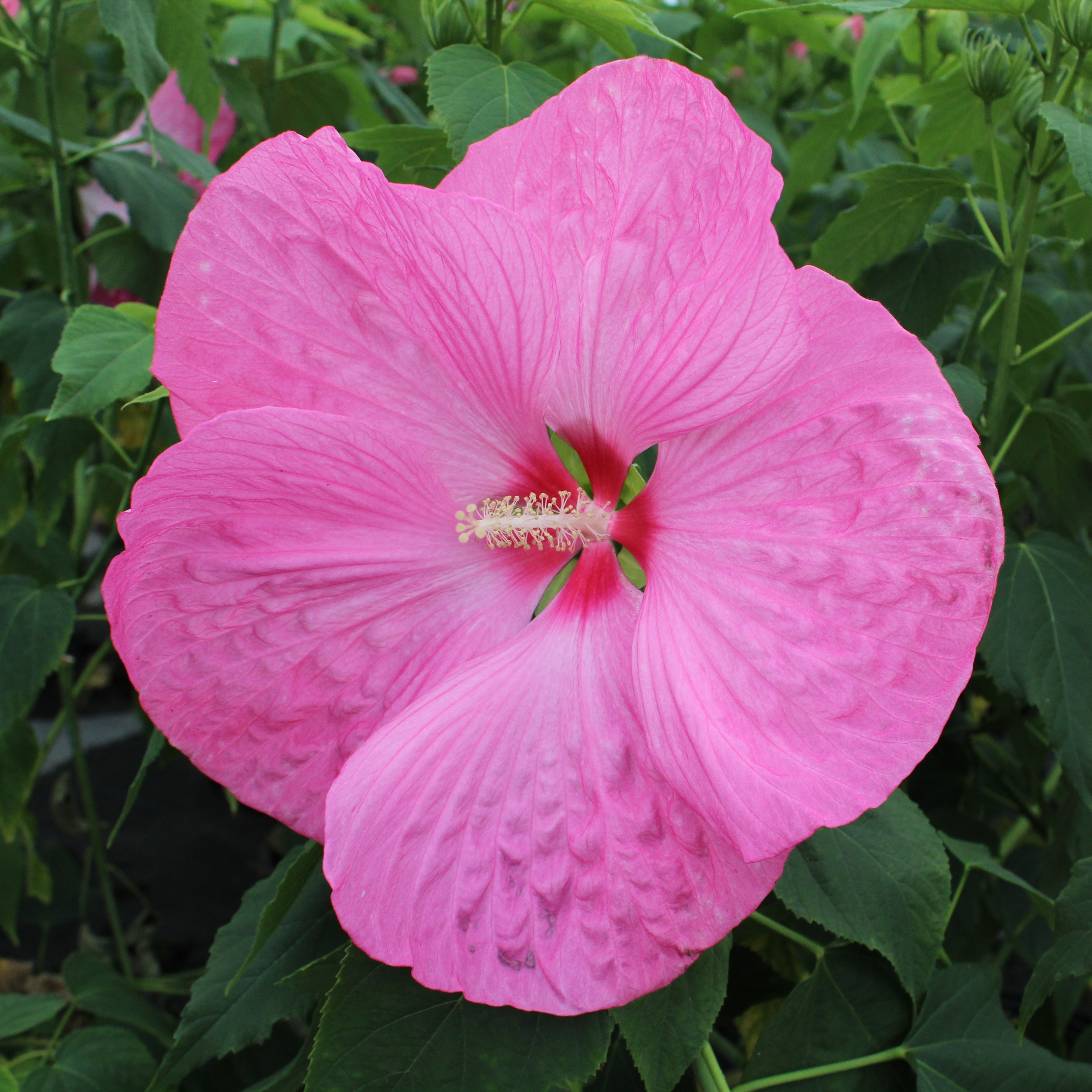 Hibiscus moscheutos Pink Elephant
