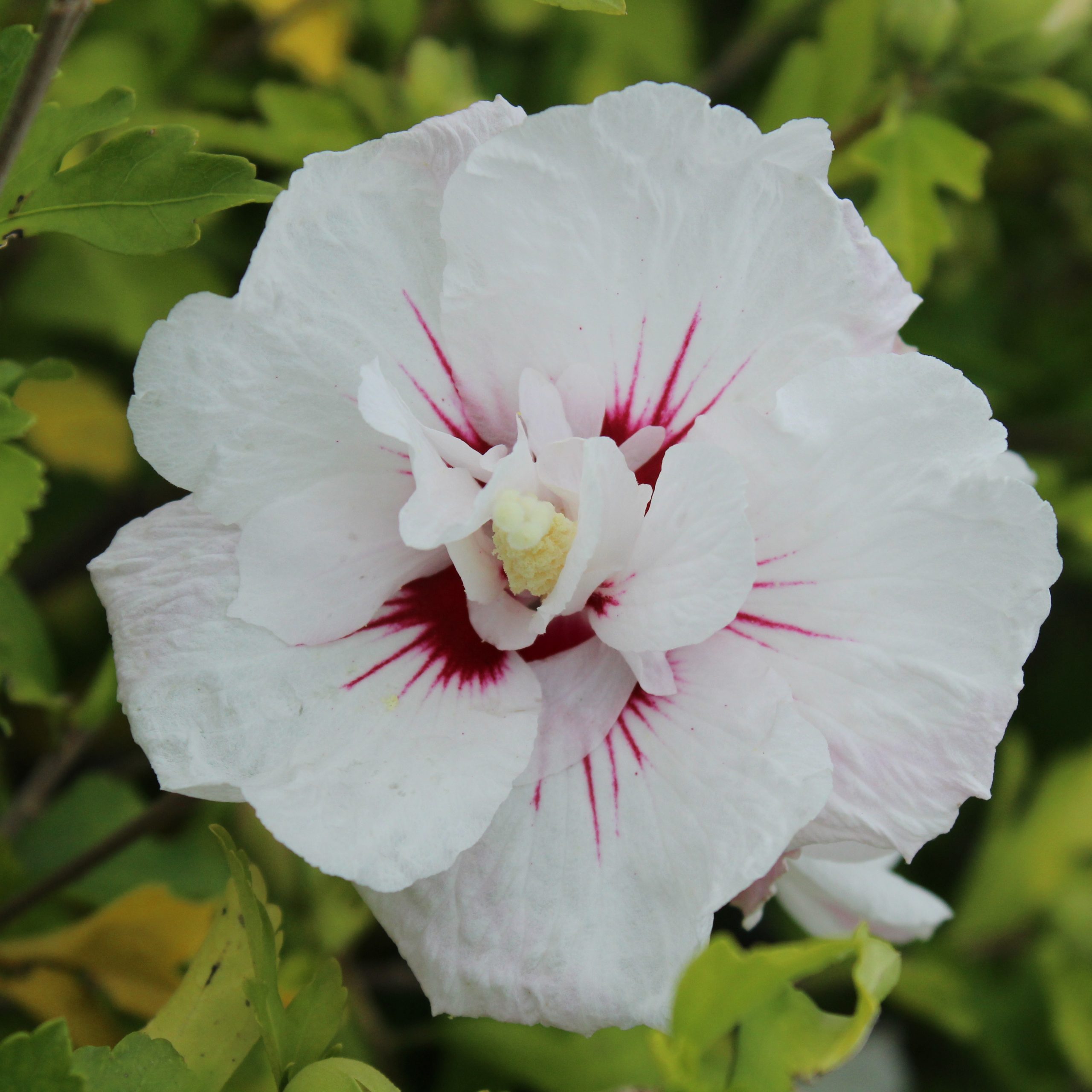 Hibiscus syriacus 'Bali'