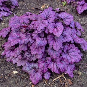 Heuchera 'Electric Plum'