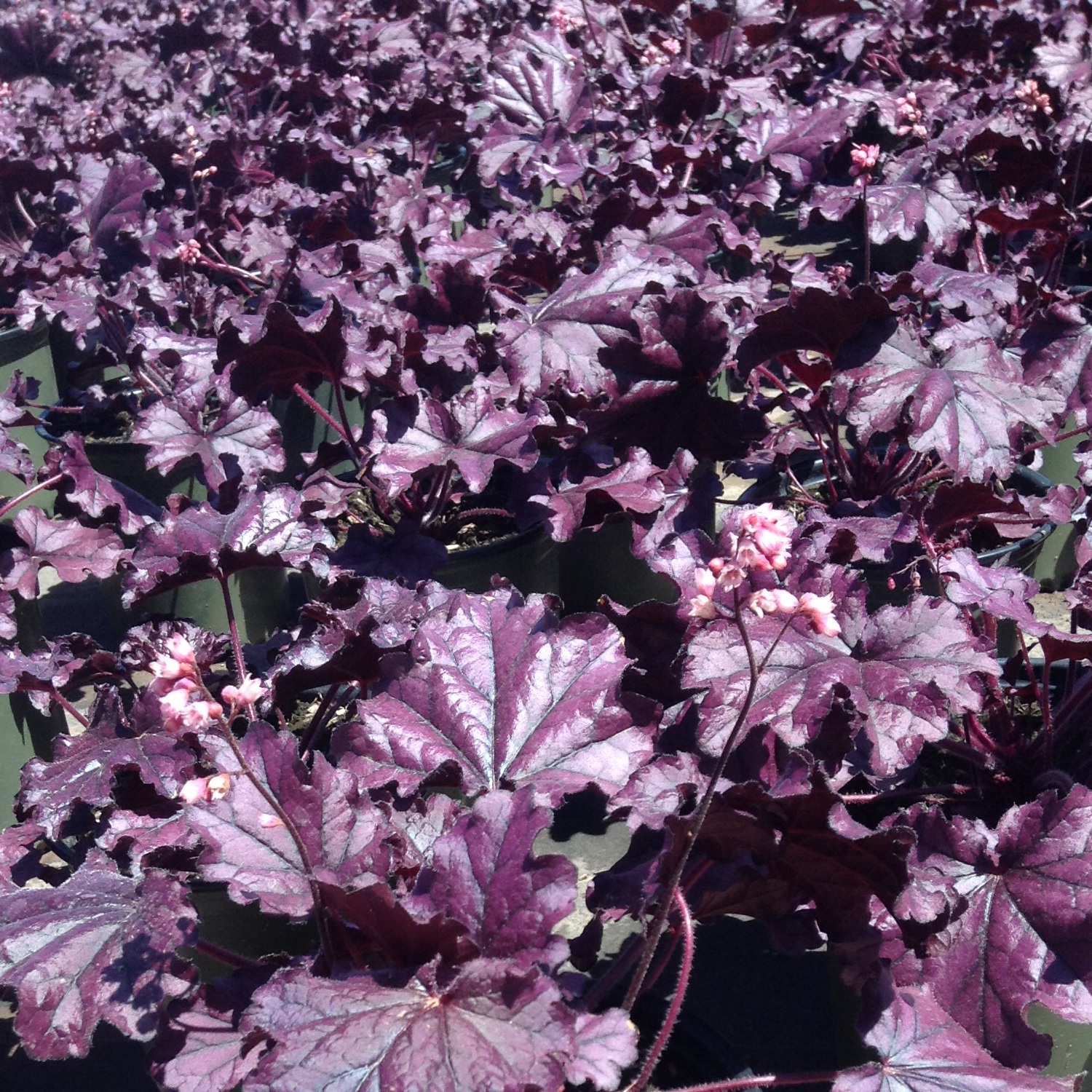 Heuchera 'Forever Purple'