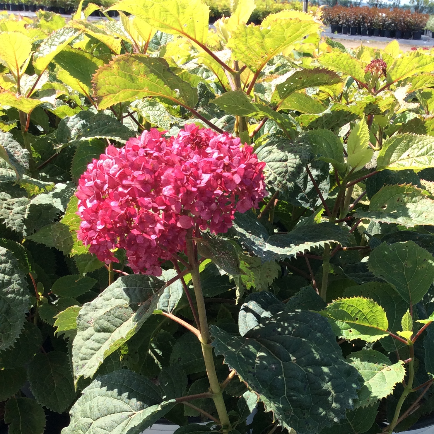Hydrangea arborescens 'Invincibelle Mini Mauvette'