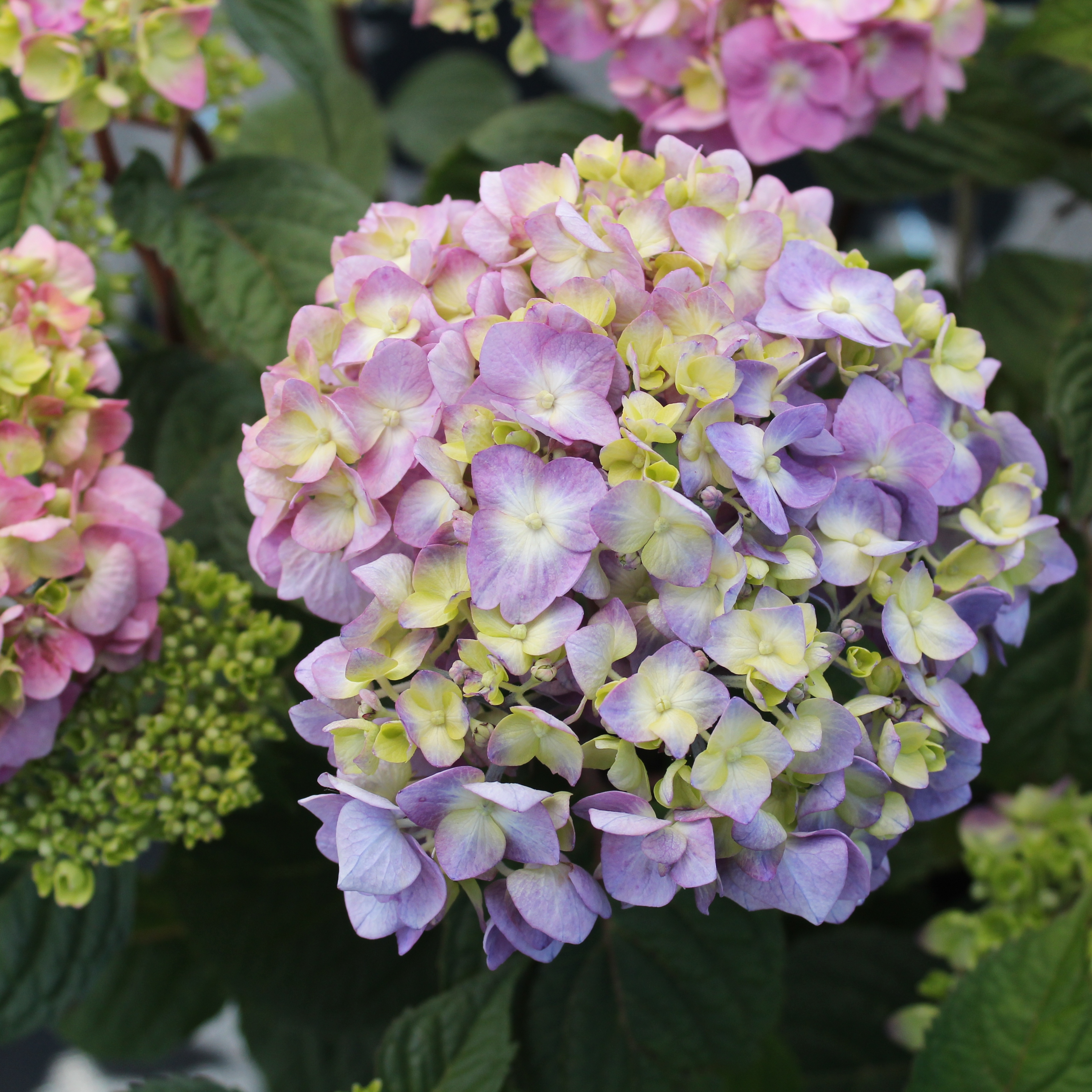 Hydrangée Endless Summer Bloomstruck