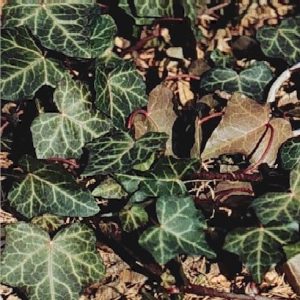 Hedera helix 'Baltica'