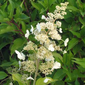 Hydrangea paniculata 'Kyushu'