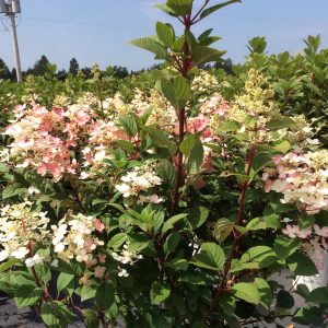 Hydrangea paniculata 'Little Quick Fire'