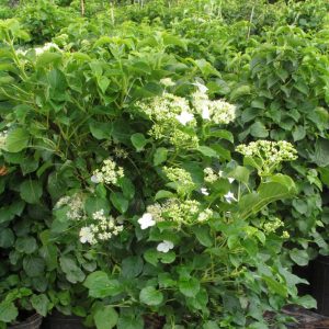 Hydrangea petiolaris