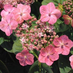 Hydrangea serrata 'Arctic Pink'