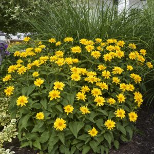Heliopsis helianthoides 'Tuscan Gold'