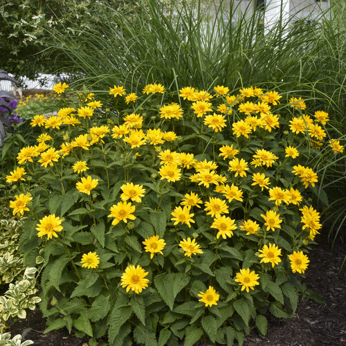 Heliopsis helianthoides 'Tuscan Gold'