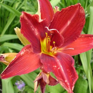 Hemerocallis 'Anzac'