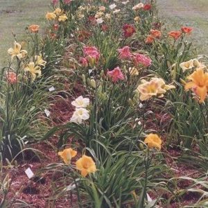 HEMEROCALLIS ASSORTIES