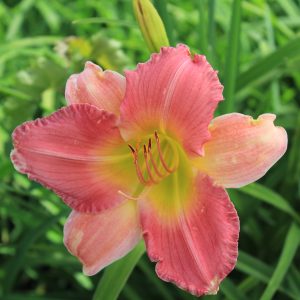 Hemerocallis 'Final Touch'