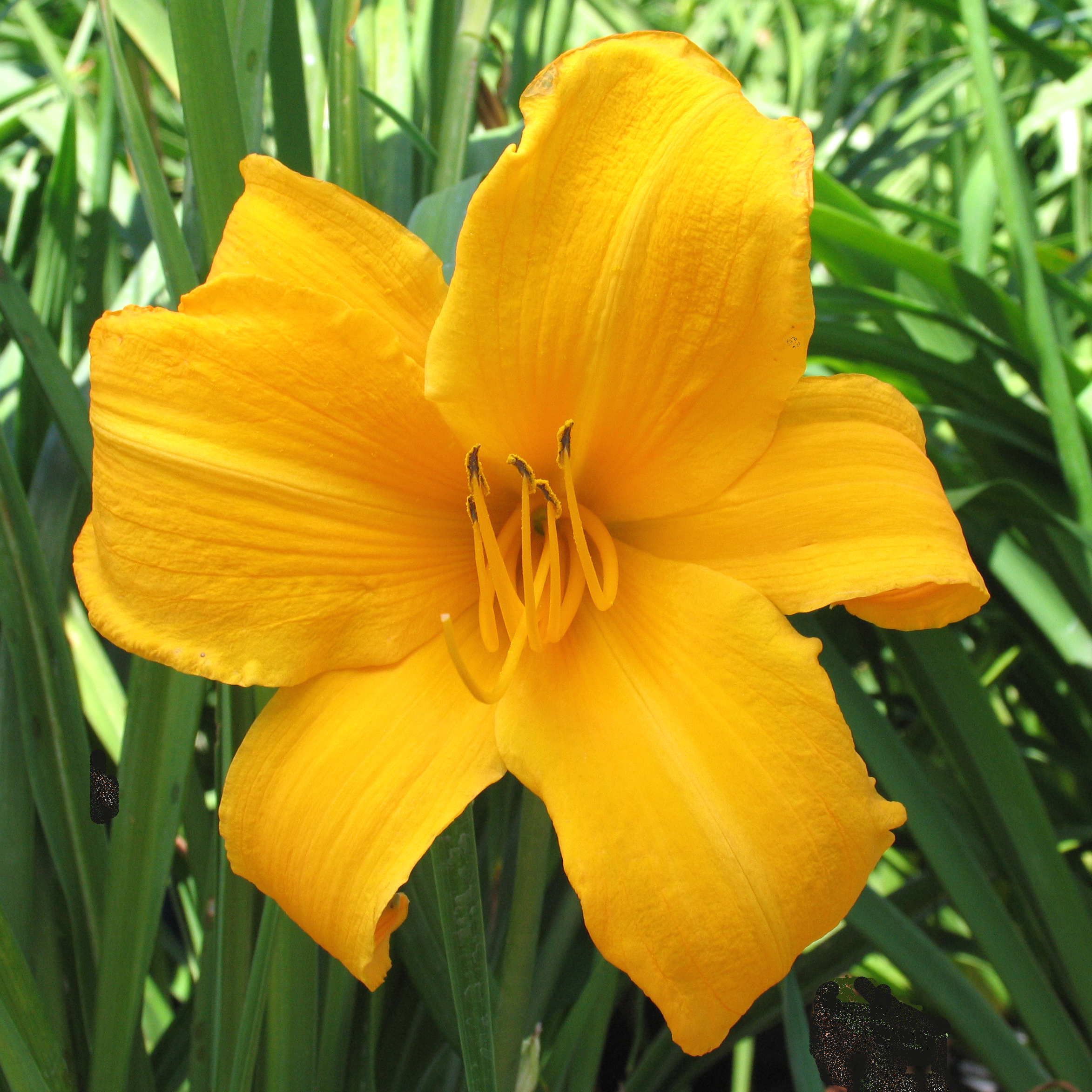Hemerocallis 'Golden Plover'