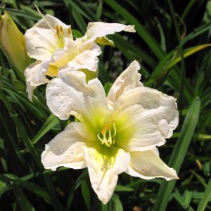 Hemerocallis 'Gentle Shepherd'