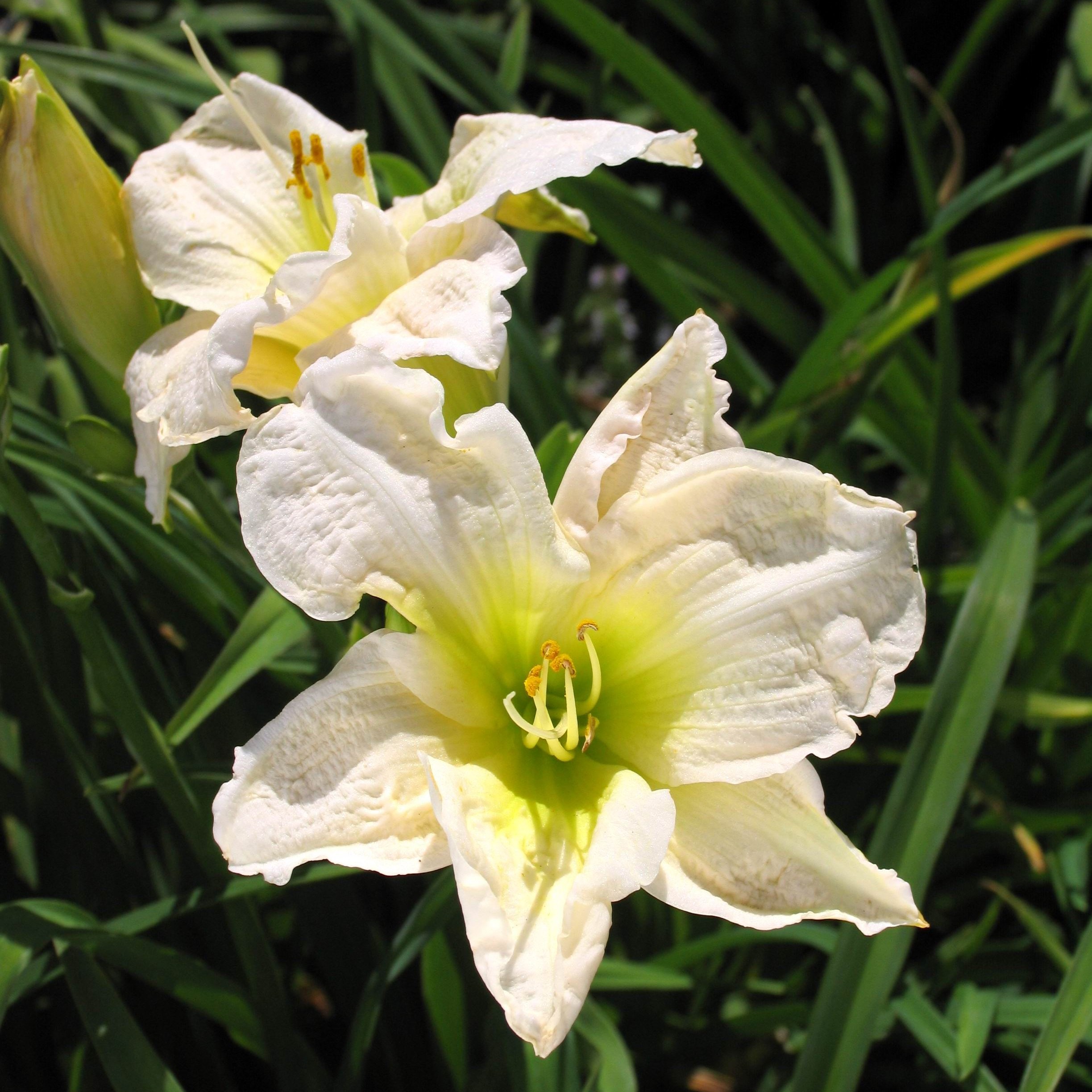 Hemerocallis 'Gentle Shepherd'