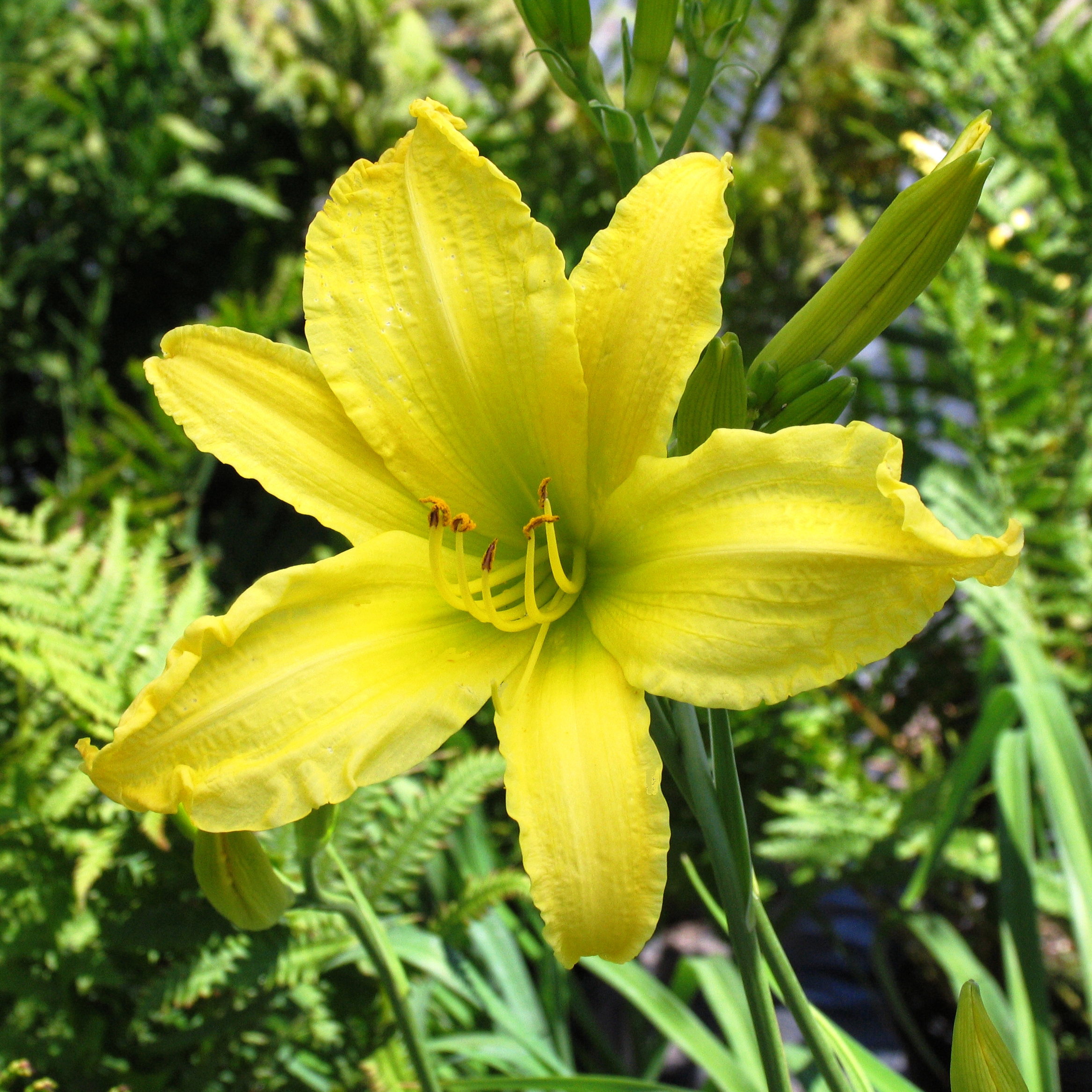 Hemerocallis 'Hyperion'