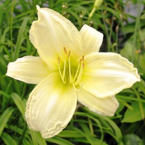 Hemerocallis 'Ice Carnival'