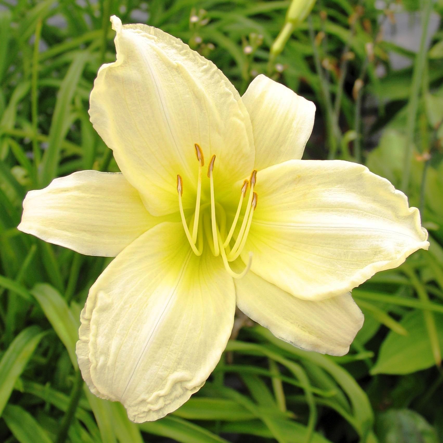 Hemerocallis 'Ice Carnival'